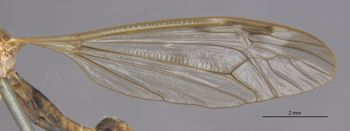 Media type: image;   Entomology 10324 Aspect: Wing front